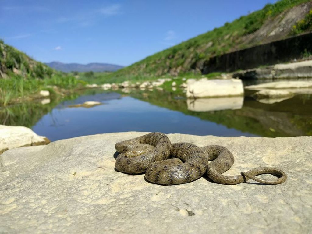 Natrix tessallata - Montevarchi (AR)